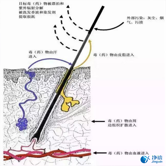  毛發(fā)毒品檢測儀檢測腿毛竟可以測出吸毒?做了全身脫毛也可以？